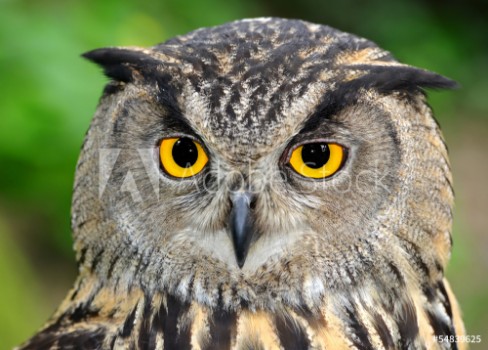 Picture of Eagle Owl Bubo bubo